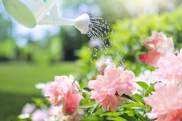 Bucks Free Press: A watering can watering some pink flowers. Credit: Canva