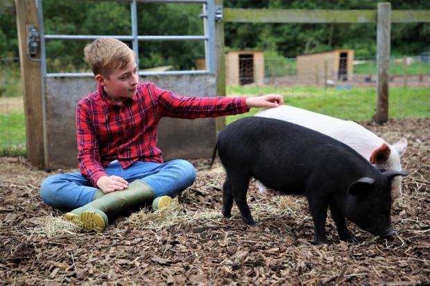 The pig keeping experience includes work and piggy playtime. (All images: Animal News Agency/ Kew Little Pigs)