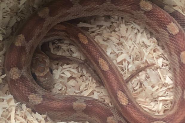 Bucks Free Press: Levi the corn snake resting after his mystery adventure.