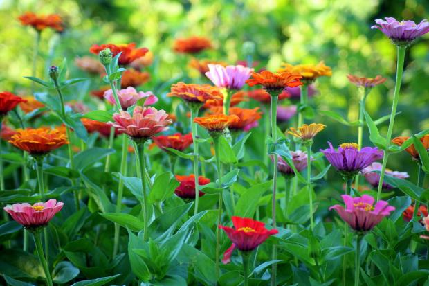Bucks Free Press: Colourful flowers (Canva)