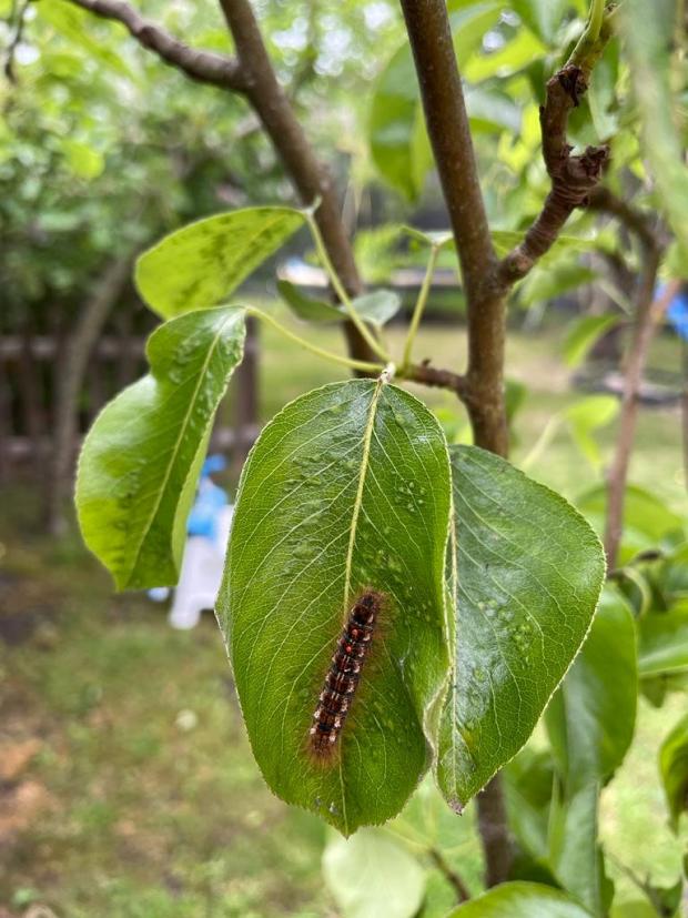 Bucks Free Press: Caterpillar rash caused by brown tail moth caterpillar. (SWNS)