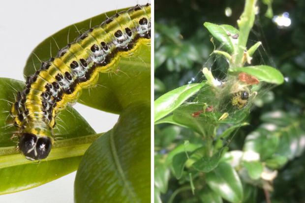 The pesky caterpillars decimating our garden plants right now