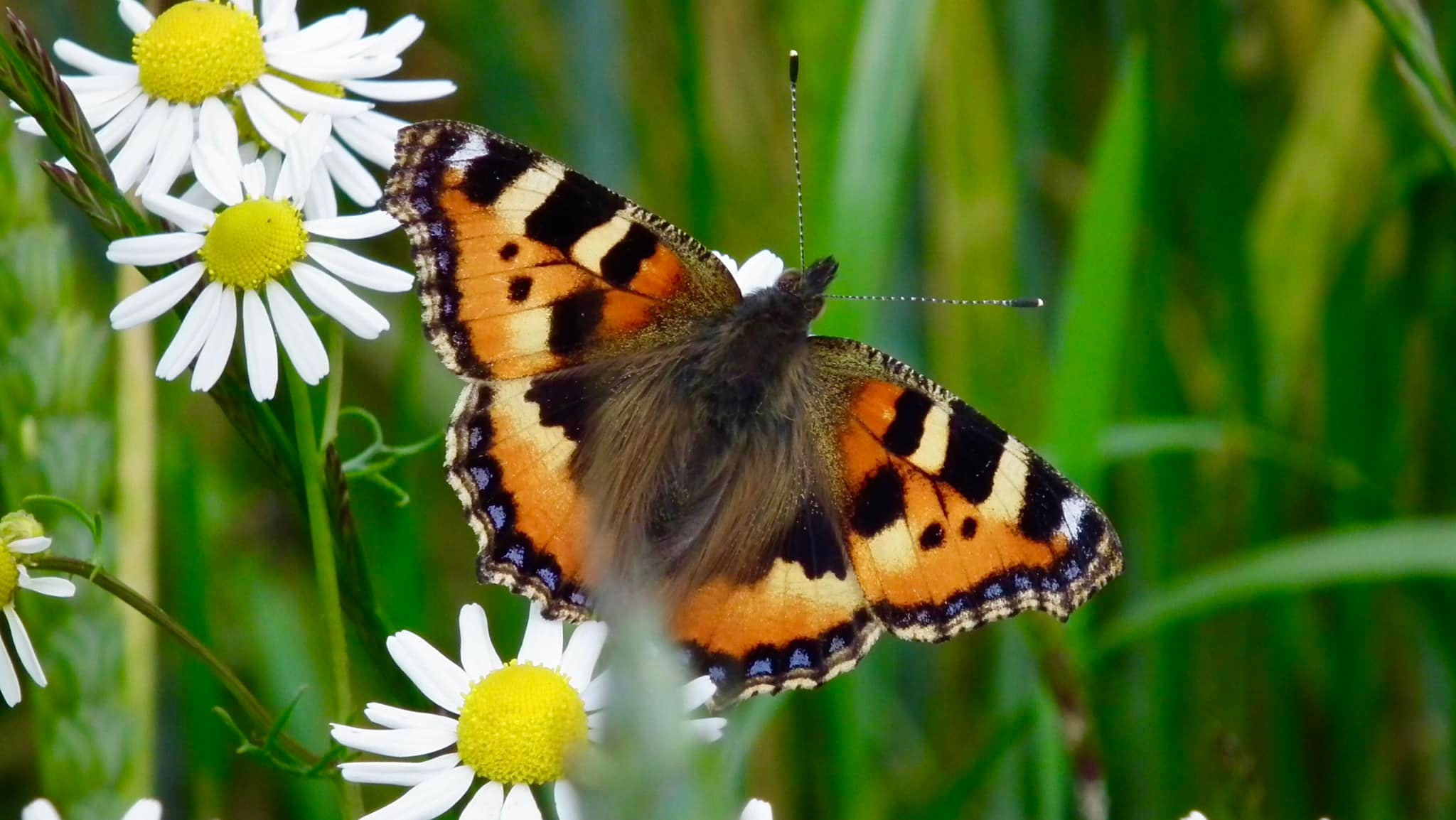 A beautiful butterfly (Sue Craigs Erwin)