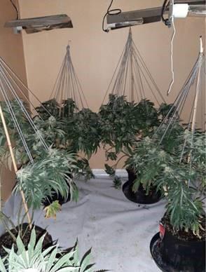 Bucks Free Press: Cannabis plants found at the address in Malmers Well Road, High Wycombe