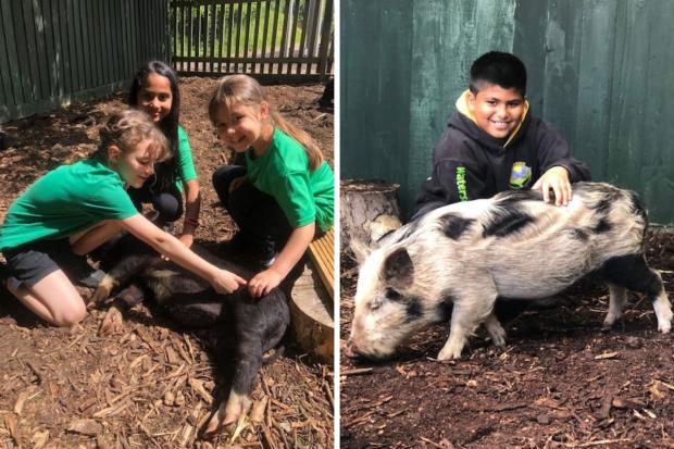 Bucks Free Press: Year five pupils were nominated as Pig Rangers, who clean and feed the pigs before the school day (Credit: Animal News Agency)before 