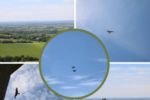 Just some of the photos taken by Sarah Hussain during June at Coombe Hill
