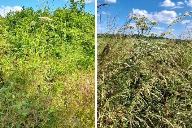 Woman sees 'dangerous' giant hogweed plants that cause burns near school