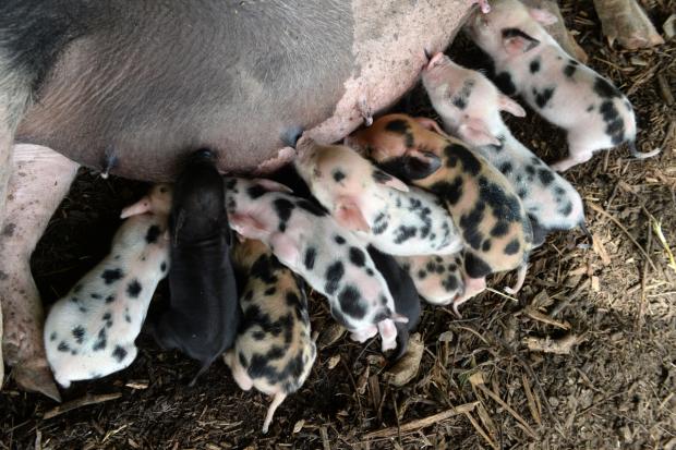 Could these piglets be your new colleagues? (June Essex/ Animal News Agency)