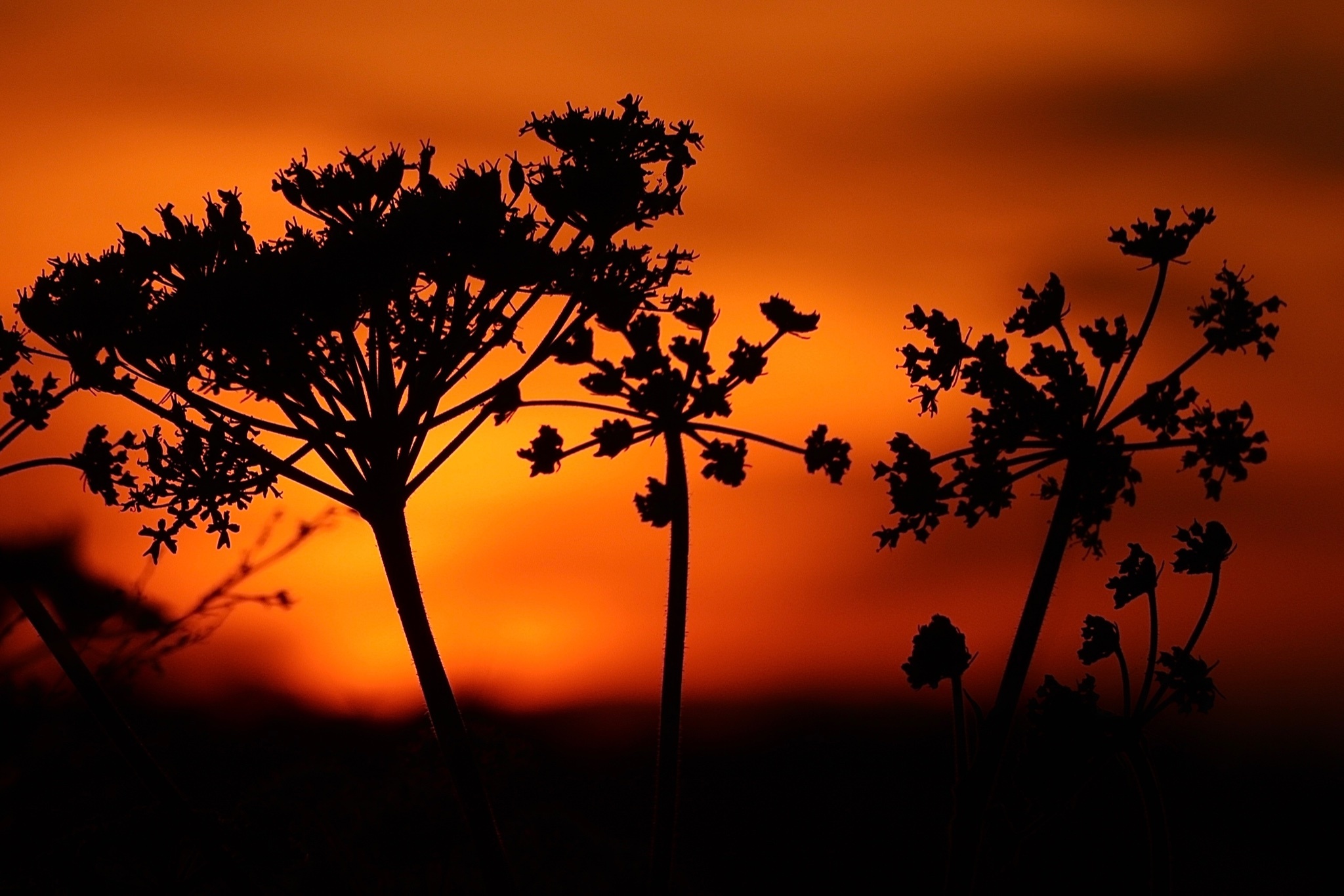 Silhouettes in the sunset (Mel Vickers)