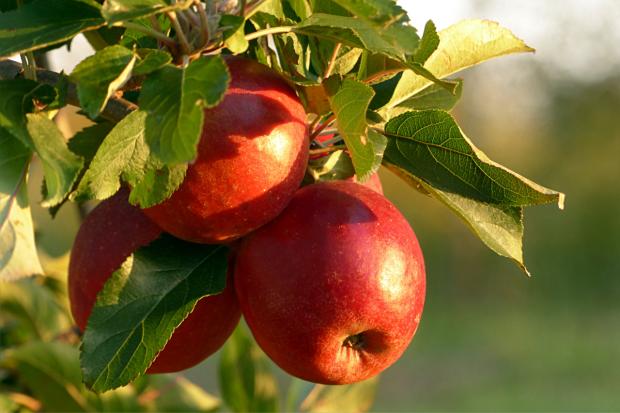 Bucks Free Press: Apples on a tree. Credit; Canva