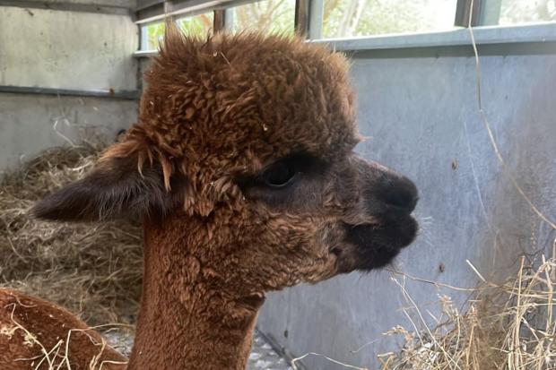 Bucks Free Press: Next days will tell if Albert the alpaca survives, the owner Mark Cleary said. 