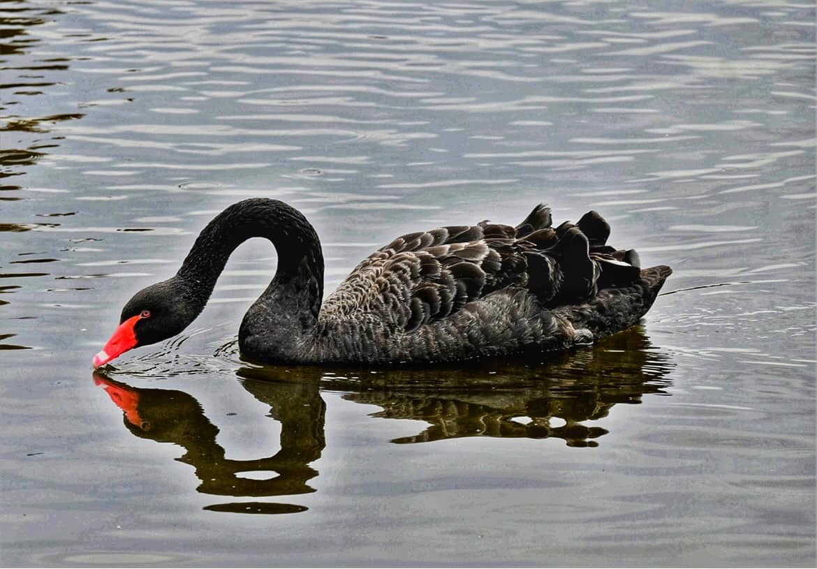 A rare sighting of a black swan (Lesley Tilson)