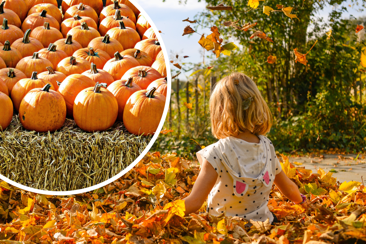 What to do this half term in Buckinghamshire - Vimarsana News