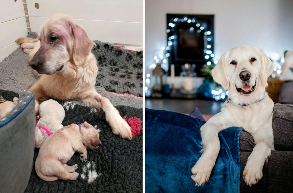 Golden Retriever dumped in High Wycombe finds home for Christmas