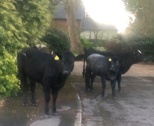 Milking the situation - Cows spotted in Bucks cul-de-sac after escaping from farm 