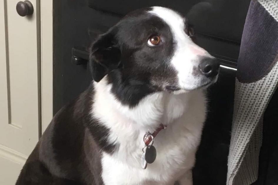 Wycombe community joins search for missing Border Collie 