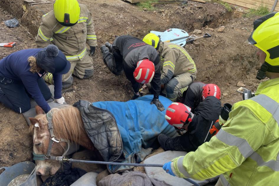 Firefighters rescue trapped pony from trench in Marlow 
