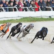 Greyhound racing - Friday is an Open Race at Romford