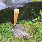 The peregrine falcon  was found in Quainton (TVP Aylesbury Vale)