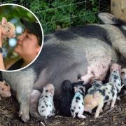 Mia with her litter of new piglets (Credit: Kew Little Pigs)