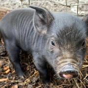 Look what the stork brought (Images: Kew Little Pigs/Animal News Agency).