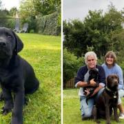 Milton with his puppy parents Linda and John, and the chocolate Labrador Piper.