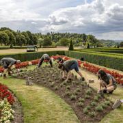 National Trust gardeners planted thousands of lavenders in Cliveden to better adapt the heritage site for future temperatures (PA Media)