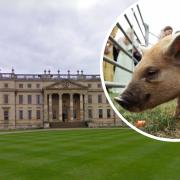 Unusual wedding guests were seen at National Trust's Stowe School in Buckingham
(Andy Sidders/Animal News Agency)