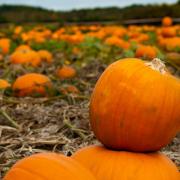 Where you can pick your own pumpkins before Halloween in Buckinghamshire