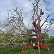 Europe's largest horse chesnut tree in Wycombe undergoes emergency surgery