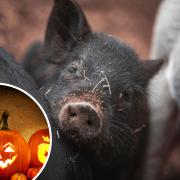 Porky fun at Kew Little Pigs half term Halloween 'spooktacular'