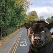 Another big cat sighting in Bucks as 'large Labrador sized black cat' seen