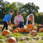 Five-year-old Connor with his sister, seven-year-old Maisy, from Buckinghamshire, harvest pumpkins with their mum at the Odds Farm Park’s Pumpkin Festival.