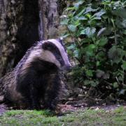 'Obscene' licence to kill thousands of badger granted in Bucks