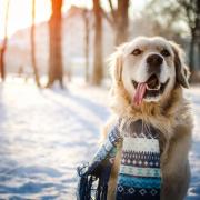 These are some of the dangers to look out for when walking your dog this winter