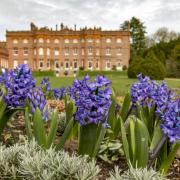 Best places to see spring flowers in Thames Valley