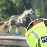 Police disperse crowd after ANOTHER pony and trap racing incident on busy A road