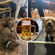 Best dog friendly pubs in Buckinghamshire