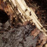 Ants put Bucks on the map in new David Attenborough series