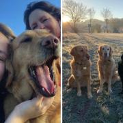 Family raise three generations of 'magical' guide dog pups