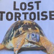 Speedy the tortoise is currently missing in South Buckinghamshire