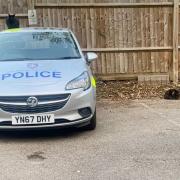 'This is our space' - two cats make themselves comfortable around an Aylesbury police car