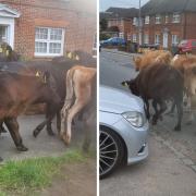 Cows charging down Marlow Trinity Road