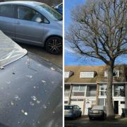 Bird faeces on car and the oak tree in front of the house.