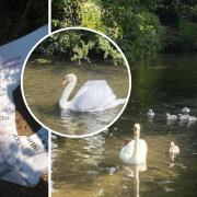 Residents concern over 'aggressive dogwalkers' putting swans at risk