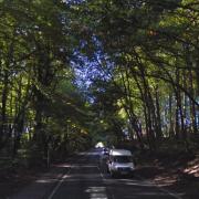 Works to cut down 'dangerous' trees close Bucks A-road