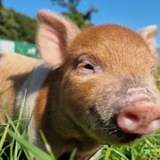 Kew Little Pigs goes live with launch of 24h web cam