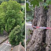 'A significant operation': Council provide update on felling of 300-year-old tree