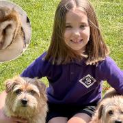 Eight year old fundraises for wildlife hospital after rescuing baby owl