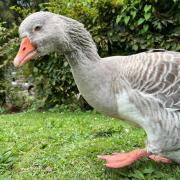 Famous park goose dies despite efforts to rescue her after injury